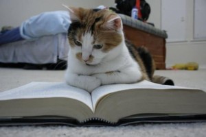 Läsande katt